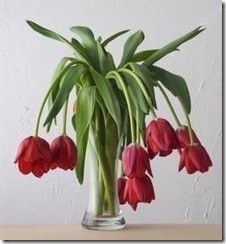 wilttulips